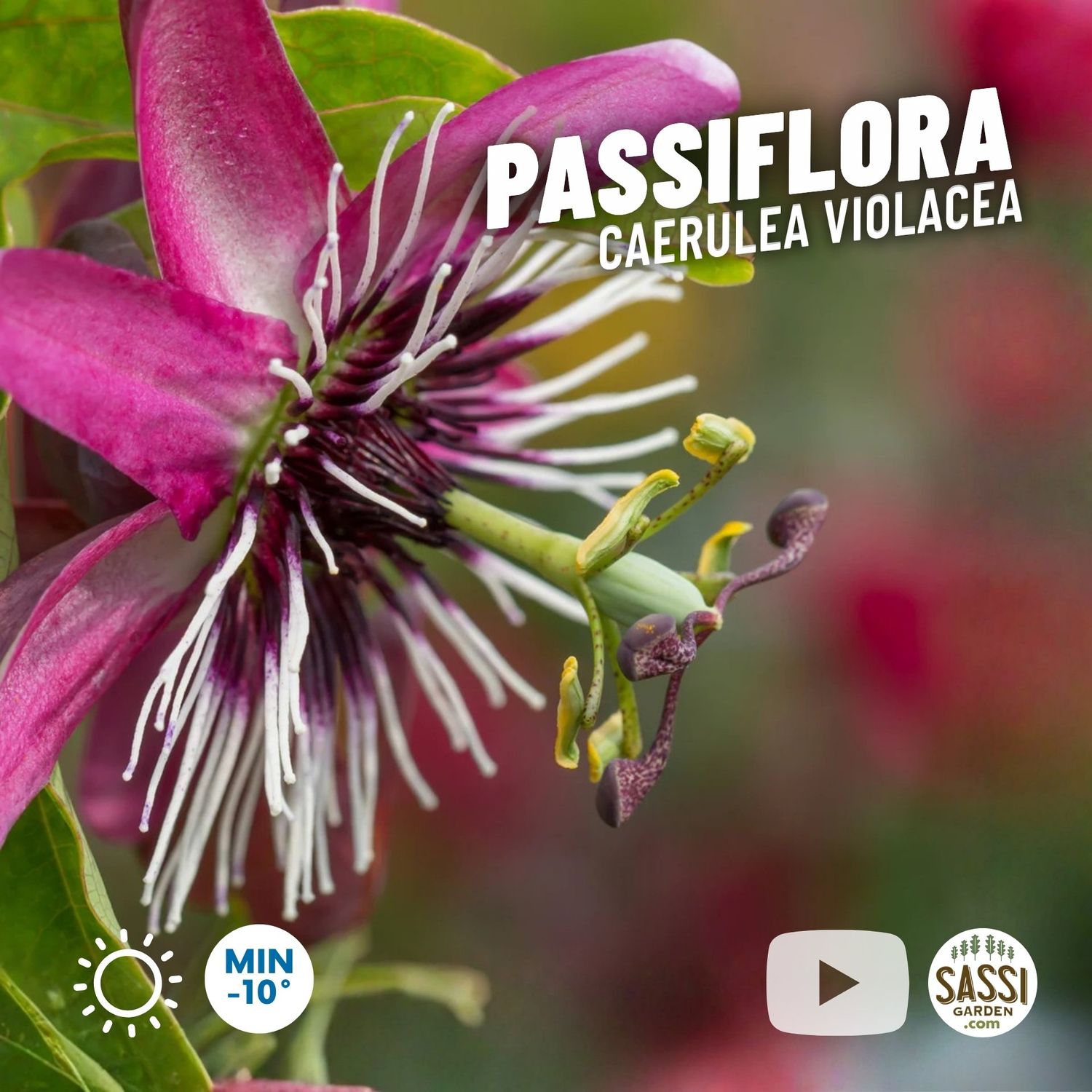 Passiflora Caerulea violacea, Fiore della passione - vaso Ø17 cm Passiflora Caerulea violacea, Fiore della passione - vaso Ø17 cm