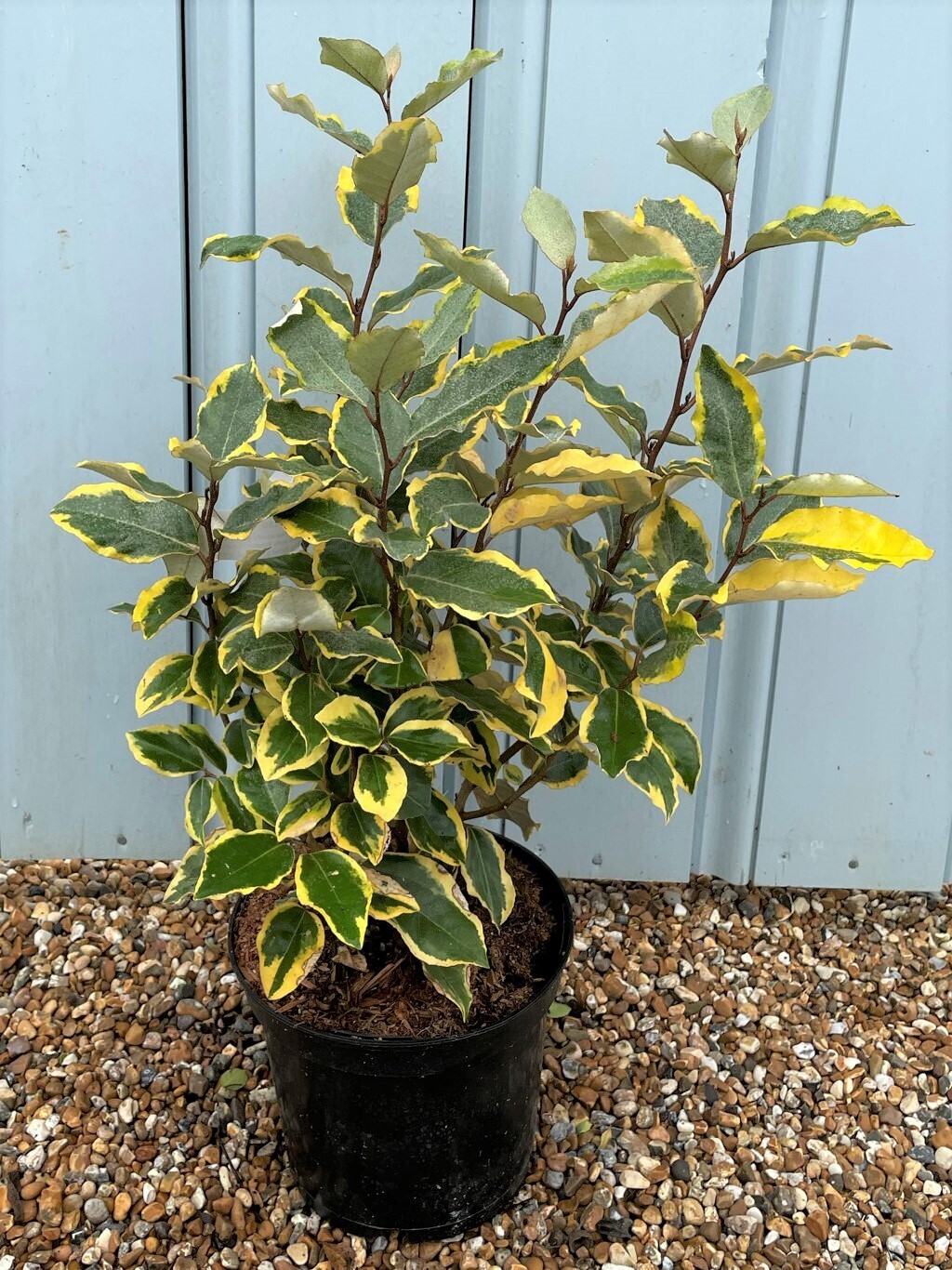 Elaeagnus ebbingei 'Vivileg', Eleagnus - vaso Ø17 cm Elaeagnus ebbingei 'Vivileg', Eleagnus - vaso Ø17 cm