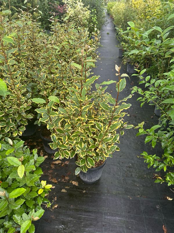 Elaeagnus ebbingei 'Vivileg' - vaso Ø24 cm