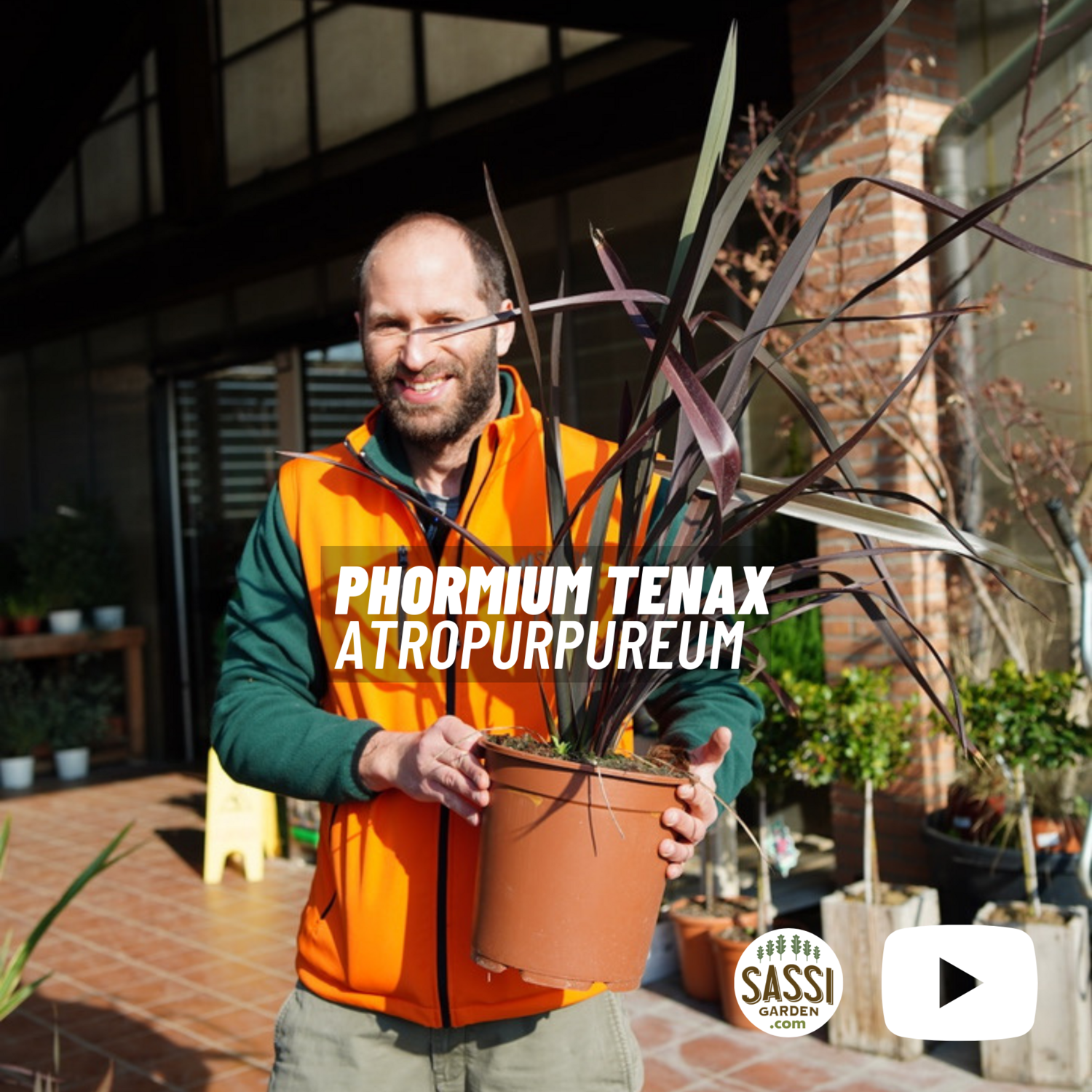 Phormium Tenax Atropurpureum, Lino della Nuova Zelanda - vaso Ø24 cm Phormium Tenax Atropurpureum, Lino della Nuova Zelanda - vaso Ø24 cm