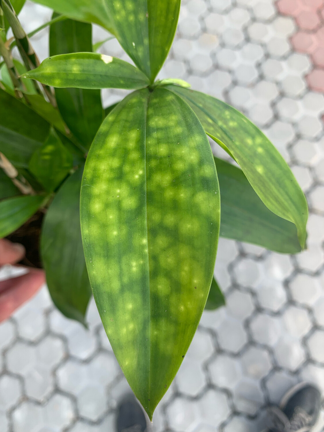 Dracena Surculosa, Dracaena - vaso Ø12 cm Dracena Surculosa, Dracaena - vaso Ø12 cm