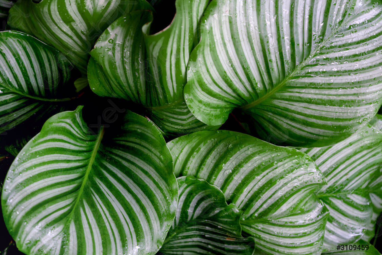 Calathea Orbifolia - vaso Ø12 cm