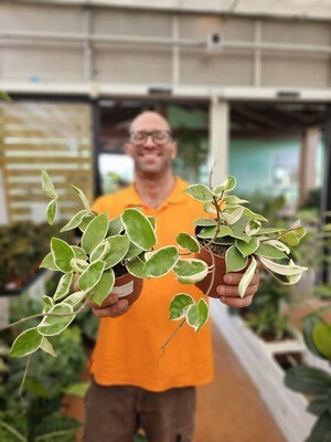 Hoya carnosa 'Krimson Queen', fiore di cera - vaso Ø12 cm