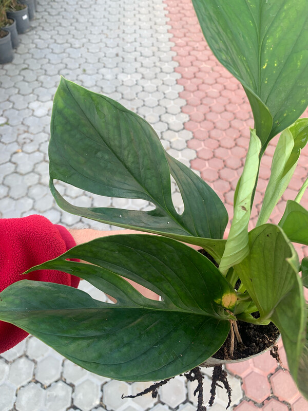 Monstera pinnatipartita - vaso Ø18 cm
