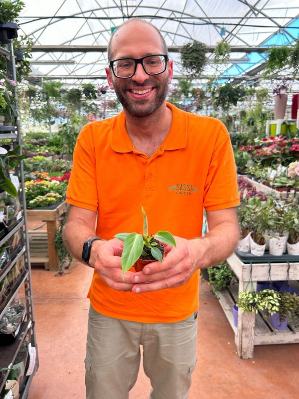 Philodendron Gloriosum, Filodendro - vaso Ø6 cm