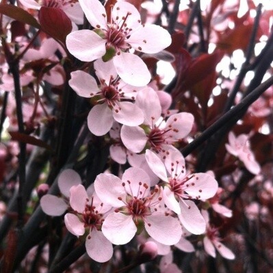 Prunus x cistena, Ciliegio da fiore Nano - vaso Ø24 cm h 120 Prunus x cistena, Ciliegio da fiore Nano - vaso Ø24 cm h 120