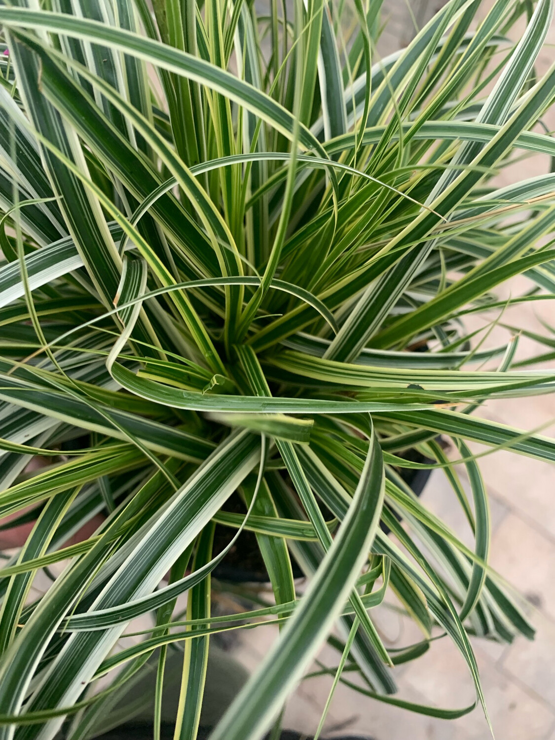 Carex hybrida 'Feather Falls' - vaso Ø17 cm Carex hybrida 'Feather Falls' - vaso Ø17 cm