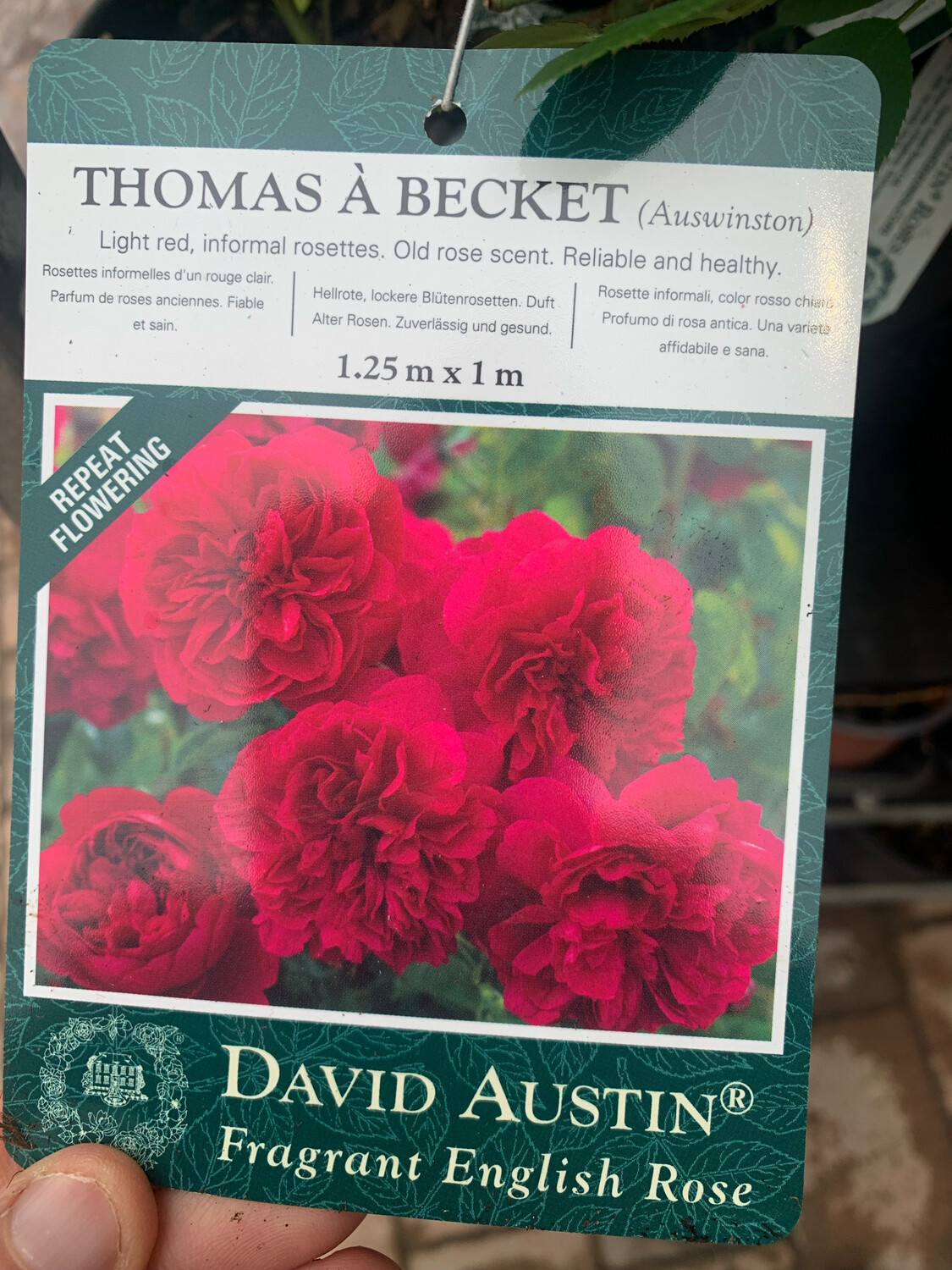Rosa inglese profumata DAVID AUSTIN  "Rosa Thomas a Becket" - vaso Ø17 cm