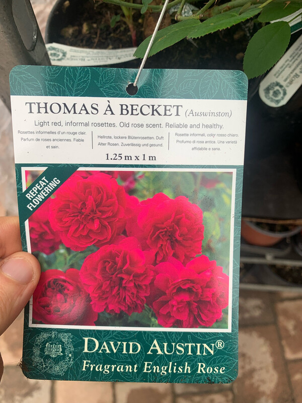Rosa inglese profumata DAVID AUSTIN "Rosa Thomas a Becket" - vaso Ø17 cm