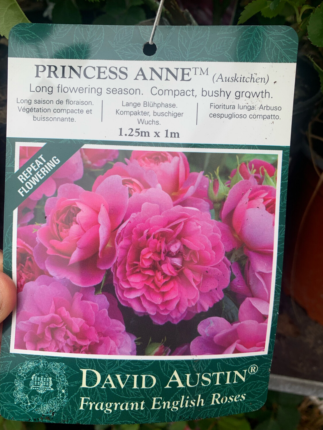 Rosa inglese profumata DAVID AUSTIN 'Princess Anne' - vaso Ø17 cm Rosa inglese profumata DAVID AUSTIN 'Princess Anne' - vaso Ø17 cm