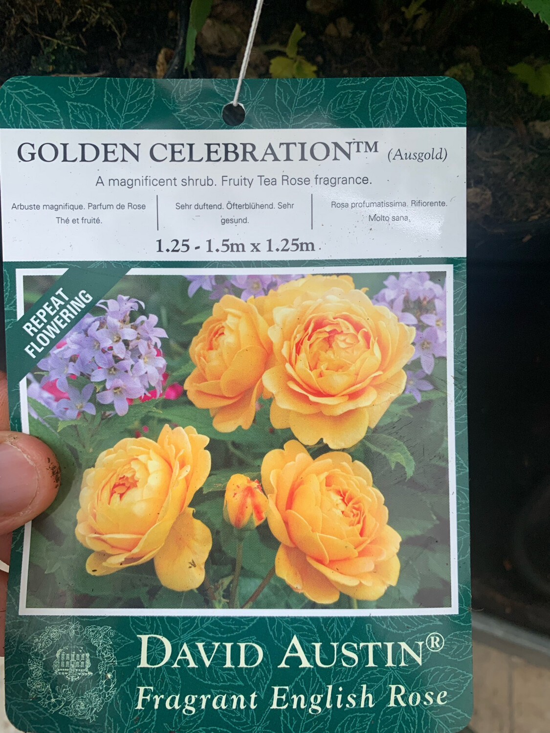 Rosa inglese profumata DAVID AUSTIN 'Golden Celebration' - vaso Ø17 cm