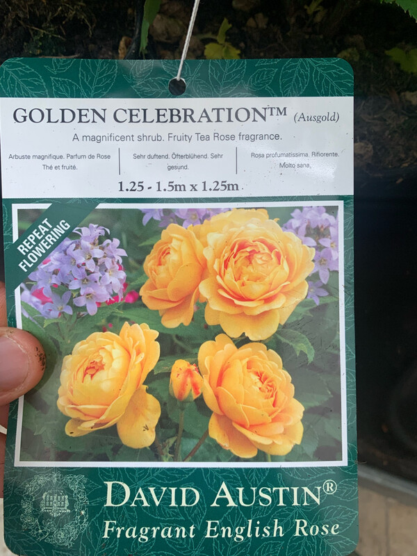 Rosa inglese profumata DAVID AUSTIN 'Golden Celebration' - vaso Ø17 cm Rosa inglese profumata DAVID AUSTIN 'Golden Celebration' - vaso Ø17 cm