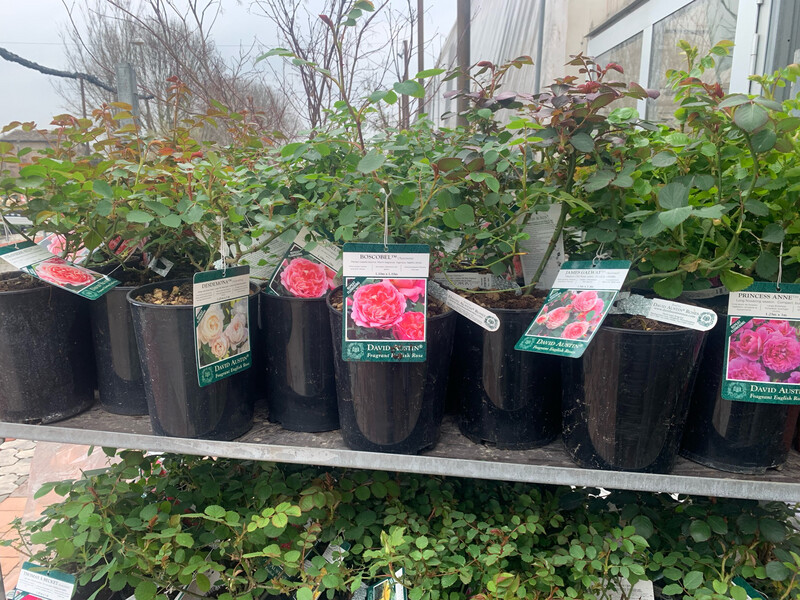 Rosa inglese profumata DAVID AUSTIN 'The Poet’s Wife' - vaso Ø17 cm