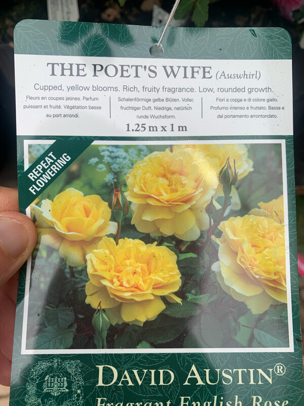Rosa inglese profumata DAVID AUSTIN 'The Poet’s Wife' - vaso Ø17 cm Rosa inglese profumata DAVID AUSTIN 'The Poet’s Wife' - vaso Ø17 cm