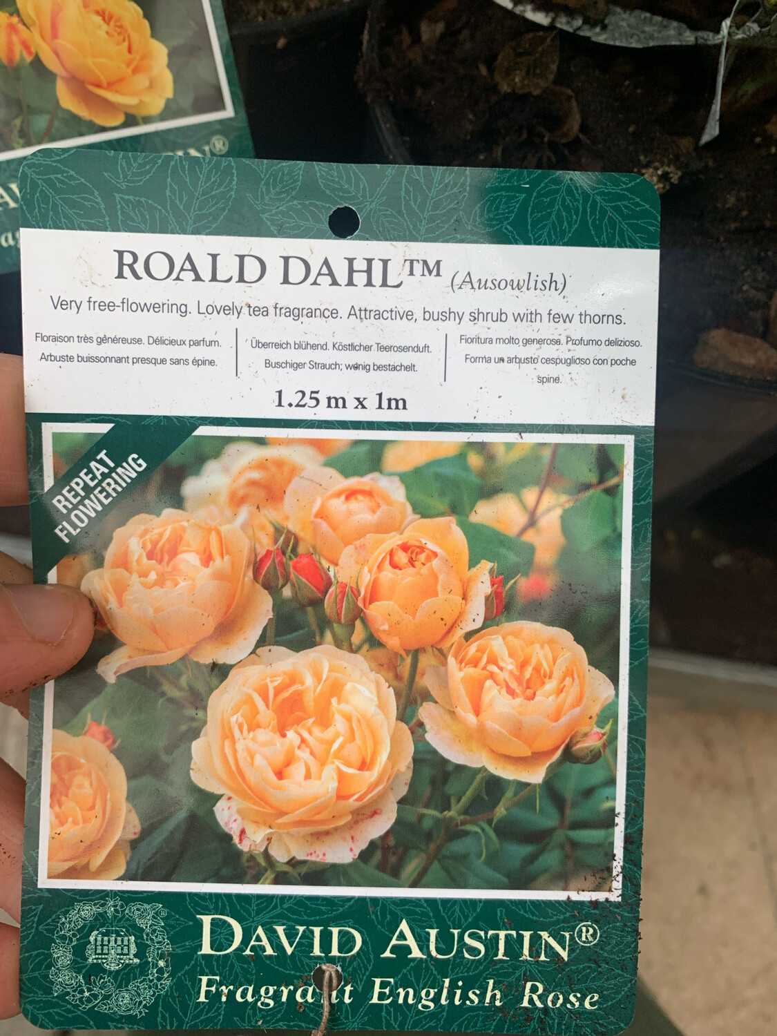 Rosa inglese profumata DAVID AUSTIN 'Road Dahl' - vaso Ø17 cm