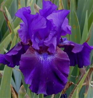 Iris Germanica 'Rosalie Figge' - vaso Ø17 cm