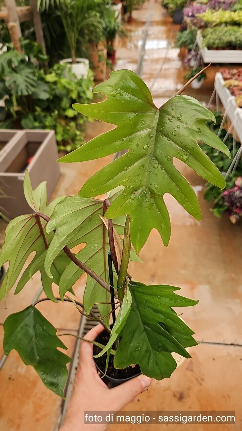 Philodendron Mayoi, Filodendro - vaso Ø19 Philodendron Mayoi, Filodendro - vaso Ø19