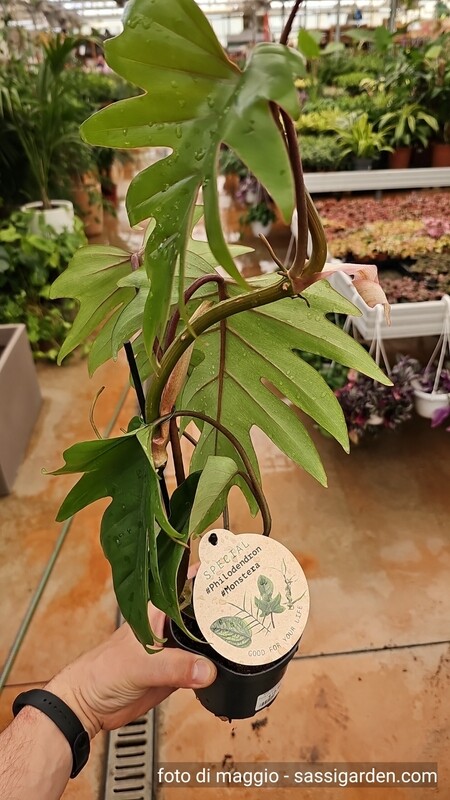 Philodendron Mayoi, Filodendro - vaso Ø19