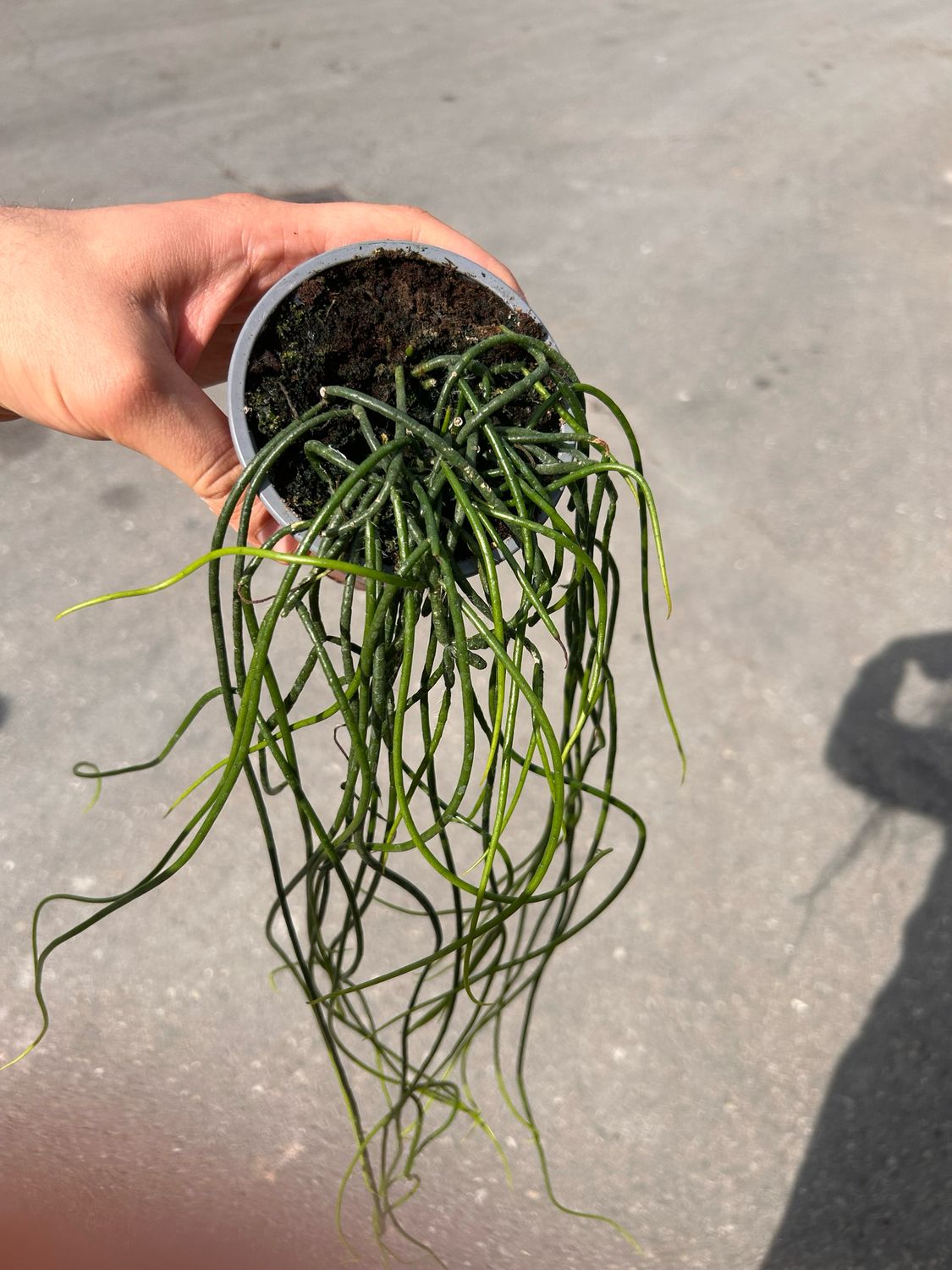Rhipsalis Heidelberg - vaso Ø11 cm Rhipsalis Heidelberg - vaso Ø11 cm