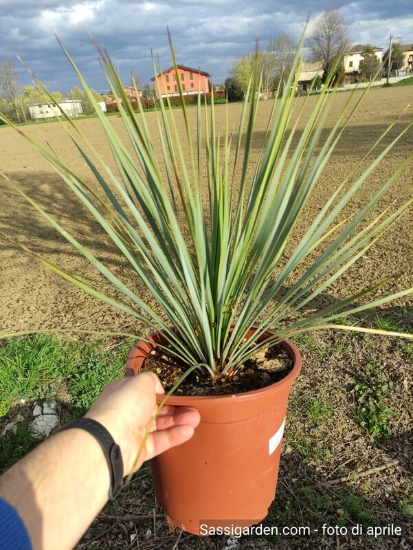 Yucca Rostrata - vaso Ø24 cm