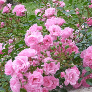 Rosa Paesaggistica, Rose Paesaggistiche, Rosa 'The Fairy' - vaso Ø18 cm (FIORE BIANCO CON MATURAZIONE ROSA) Rosa Paesaggistica, Rose Paesaggistiche, Rosa 'The Fairy' - vaso Ø18 cm (FIORE BIANCO CON MATURAZIONE ROSA)