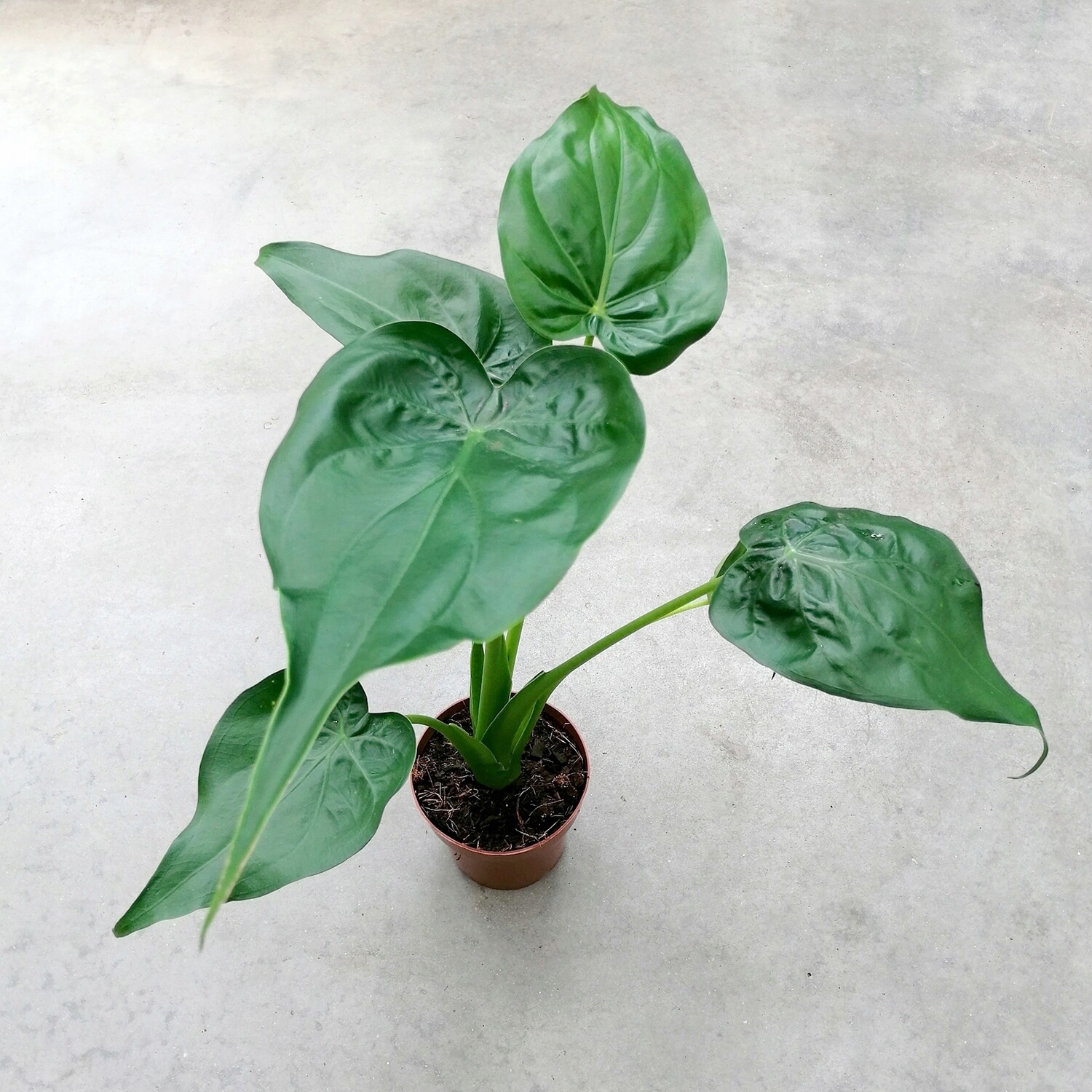 Alocasia Cucullata - vaso Ø18 cm Alocasia Cucullata - vaso Ø18 cm