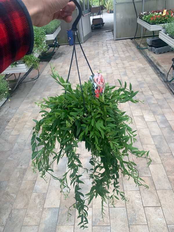 Aeschynanthus Japhrolepis, Eschinanto, pianta rossetto - basket Ø17 cm
