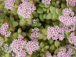 Crassula Rupestris Pagoda - vaso Ø5 cm