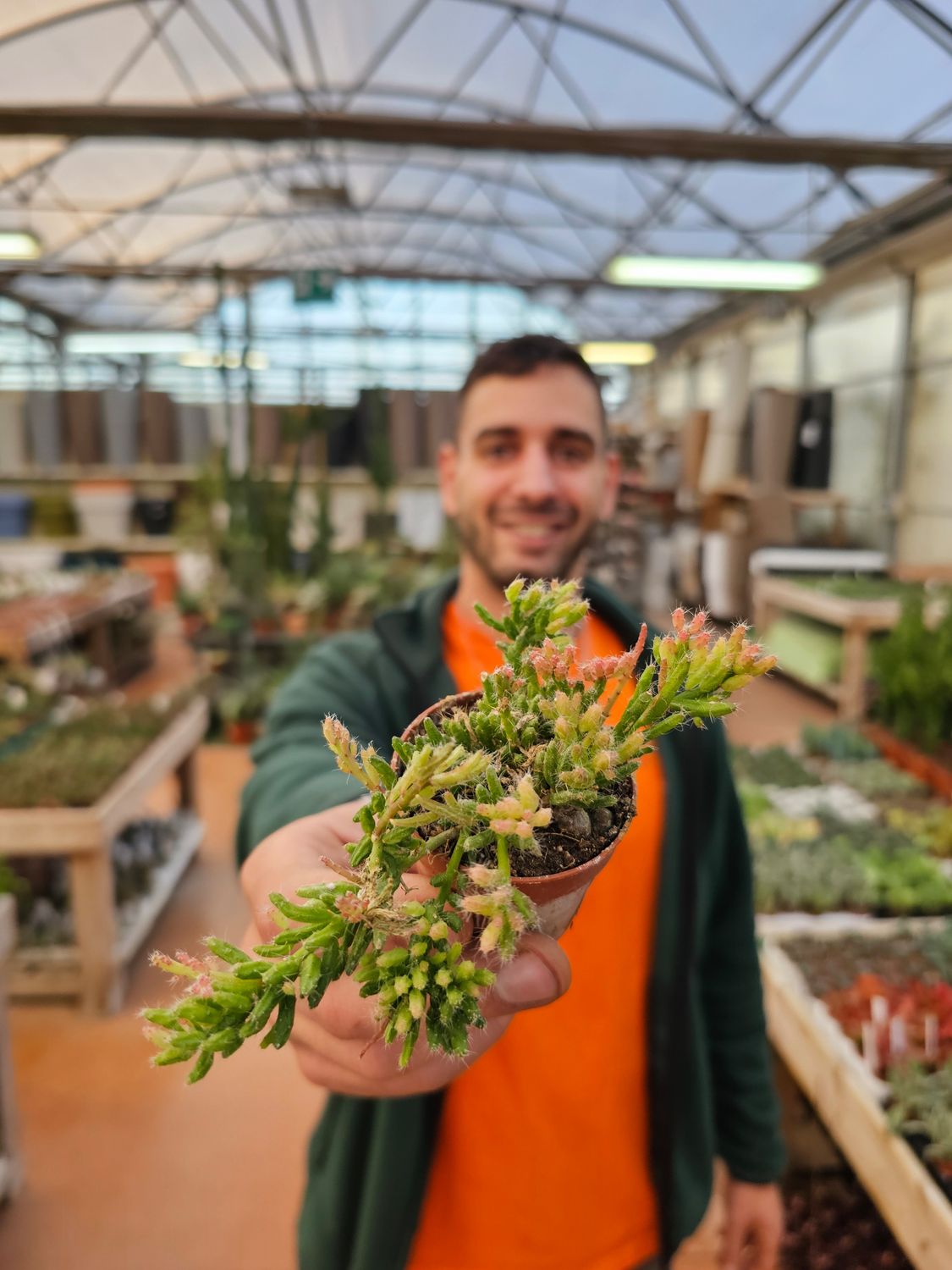 Rhipsalis mesembryanthemoides - vaso Ø6
