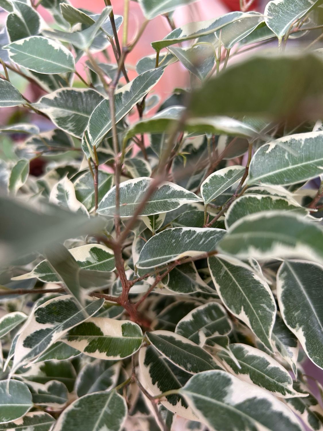 Ficus benjamina 'Twilight', Ficus Benjamin - vaso Ø17 cm