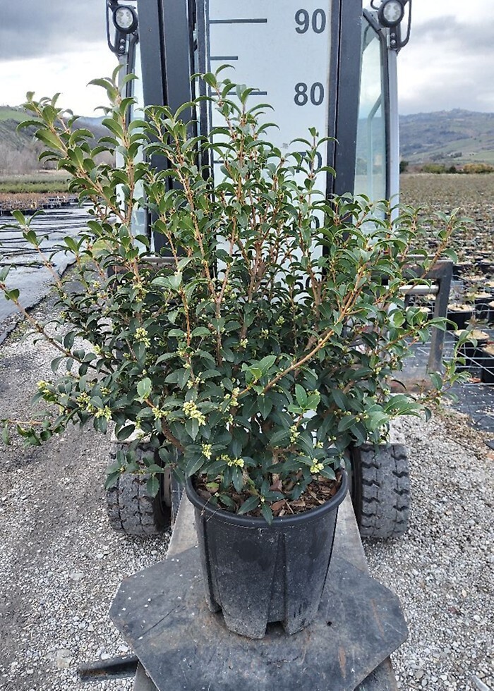 Osmanthus x burkwoodii - vaso Ø24 cm Osmanthus x burkwoodii - vaso Ø24 cm