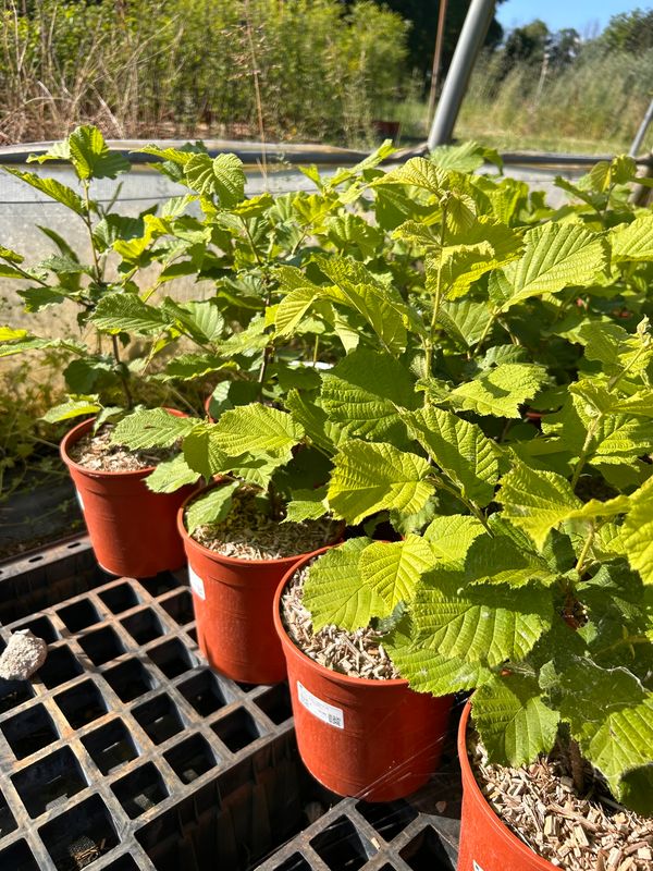 Corylus avellana ' Tonda Gentile delle Langhe ', Nocciolo Nocciola - vaso Ø 19cm