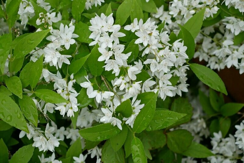 Deutzia Gracilis, Deuzia Nana 'Kikko' - vaso Ø17 cm, H 30cm Deutzia Gracilis, Deuzia Nana 'Kikko' - vaso Ø17 cm, H 30cm