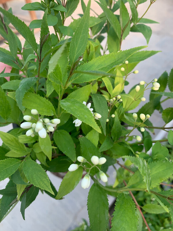 Deutzia Gracilis, Deuzia Nana 'Kikko' - vaso Ø17 cm, H 30cm
