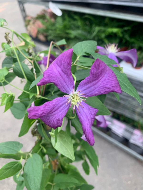 Clematis 'Jackmanii', Clematide - vaso Ø17 cm, h 50/60 cm