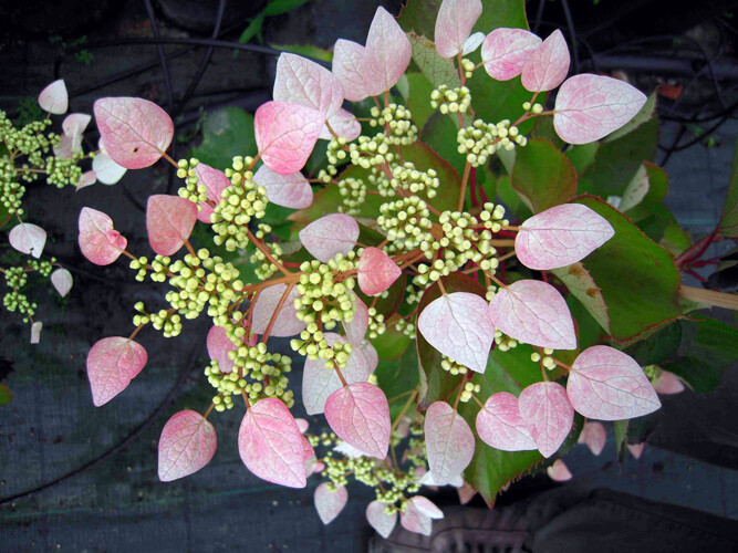 Hydrangea anomala petiolaris 'Schizophragma Rose', Ortensia rampicante rosa - vaso Ø24 cm Hydrangea anomala petiolaris 'Schizophragma Rose', Ortensia rampicante rosa - vaso Ø24 cm