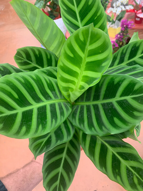 Calathea Zebrina - vaso Ø 13 cm Calathea Zebrina - vaso Ø 13 cm