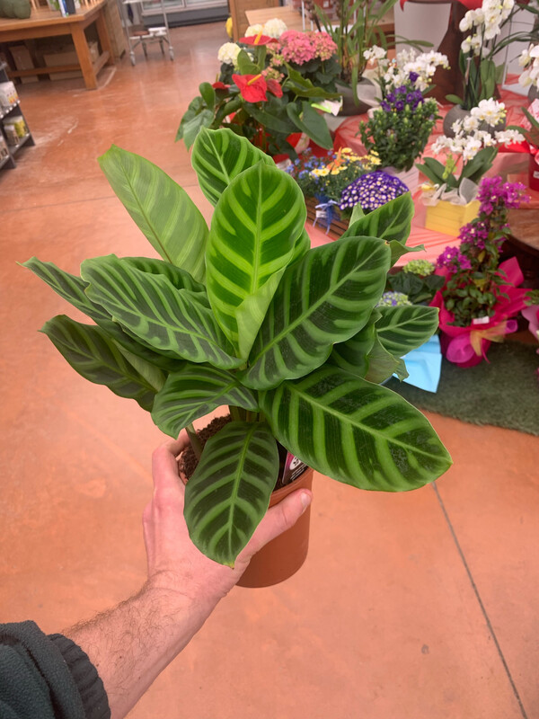 Calathea Zebrina - vaso Ø 13 cm