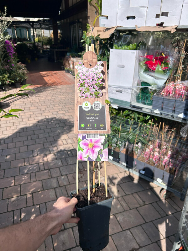 Clematide, Clematis 'Piilu' - vaso Ø17 cm, h 65 cm