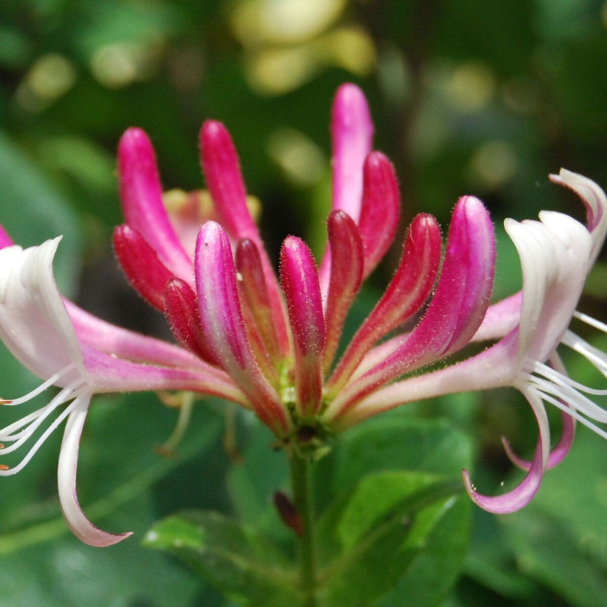 Lonicera Japonica Red world Caprifoglio - vaso Ø17 h 60