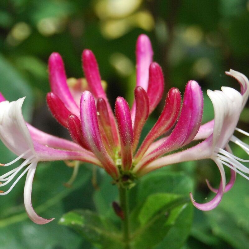 Lonicera Japonica Red world Caprifoglio - vaso Ø17 h 60 Lonicera Japonica Red world Caprifoglio - vaso Ø17 h 60