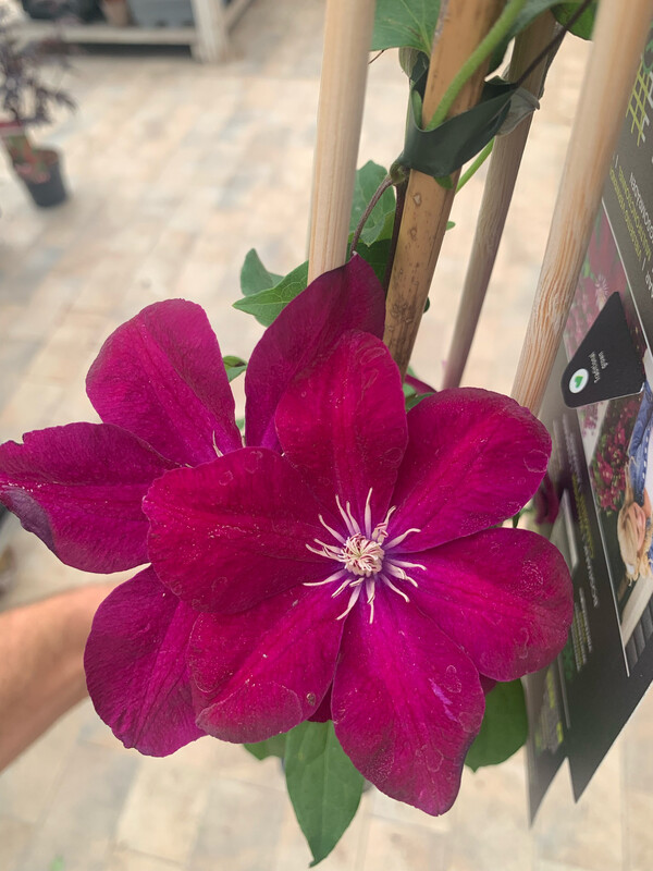 Clematide, Clematis Rouge Cardinal - vaso Ø15 cm, h 60 cm