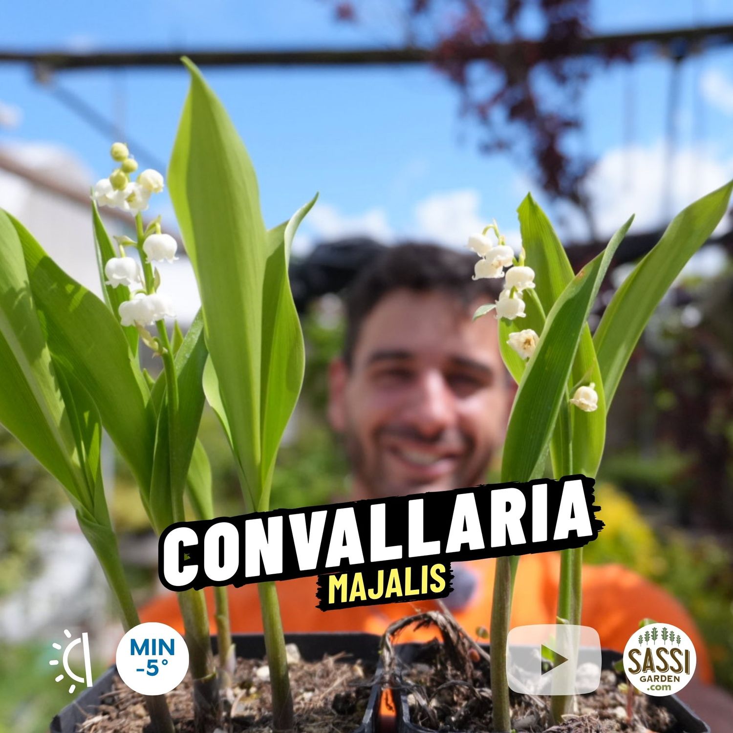 Mughetto, Convallaria Majalis - vaso Ø8 cm