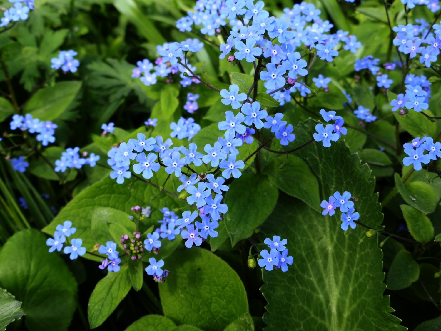 Brunnera macrophylla - vaso 11 quadrato