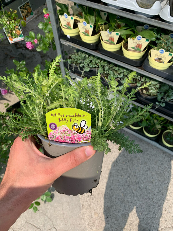 Achillea millefolium 'Summer Pastels', Achillea Millefoglio Colori Estivi Pastello - vaso Ø17 cm