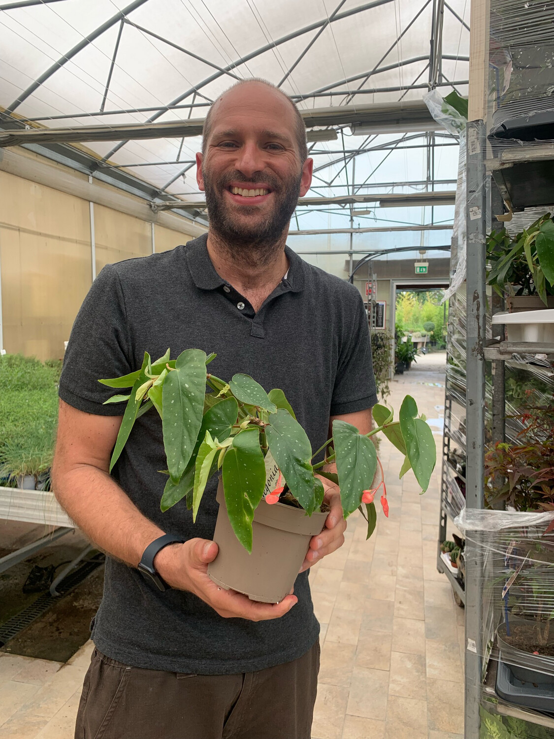 Begonia Corallina Tamaya (Cespuglio) - vaso Ø13 cm