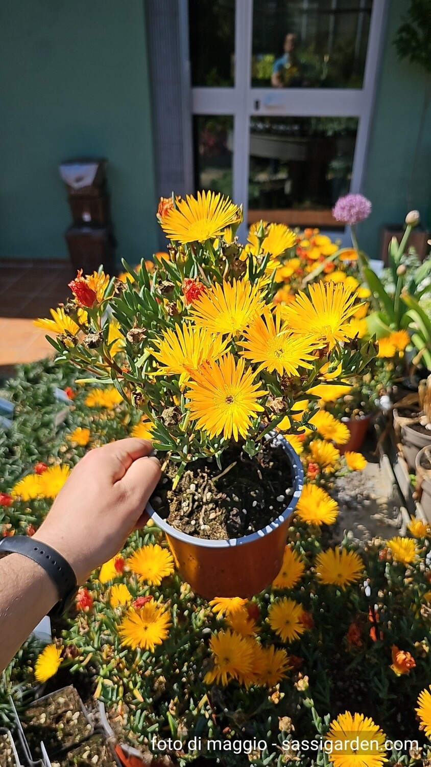 Lampranthus Aureus, Mesembriantemo - vaso Ø14 cm FIORE ARANCIO