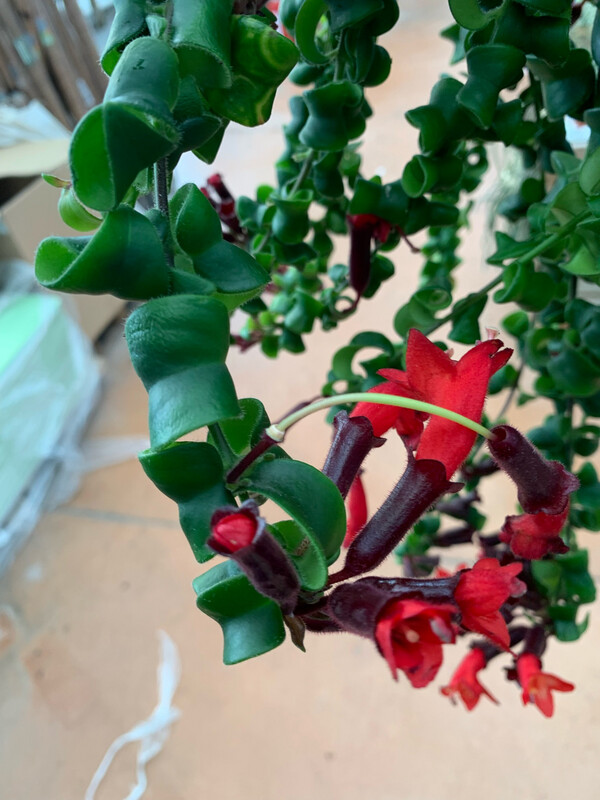 Aeschynanthus lobbianus, Eschinanto Rasta, pianta rossetto - vaso Ø12 cm NON FIORITO ORA Aeschynanthus lobbianus, Eschinanto Rasta, pianta rossetto - vaso Ø12 cm NON FIORITO ORA