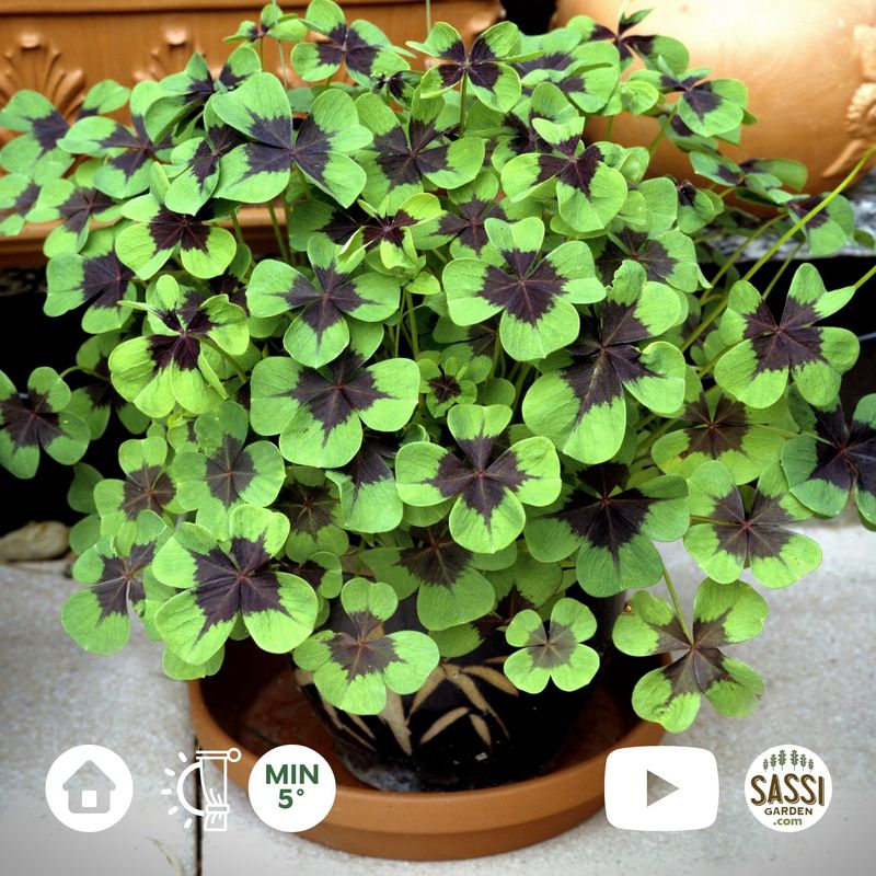 Oxalis tetraphylla Deppei 'Iron Cross', 🍀Quadrifoglio della Fortuna - vaso Ø12 cm