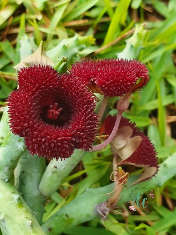 Stapelia, Huernia pendurata - vaso Ø5,5 cm Stapelia, Huernia pendurata - vaso Ø5,5 cm
